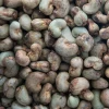 Raw cashew nuts in shell
