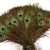 Import Real Natural Wholesale Cheap Peacock Feather for sale from China