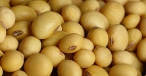 Salted and Roasted Yellow Soya Bean , Crispy Yellow Soybean