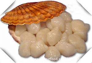 shellfish meat with scallop