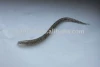 soft fishing lure worm