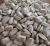 Import SUNFLOWER KERNELS BAKERY GRADE | PEELET SUNFLOWER SEEDS from Bulgaria