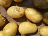 Superior quality fresh potato fresh vegetables