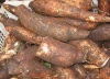 #superseptember Top-quality Fresh Cassava in bulk