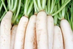 Supply High Quality Fresh Vegetables white Radish/China white Radish