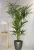 Import TEL +8618924003579 High Quality Home decoration Size Palm Tree Artificial Plants from China