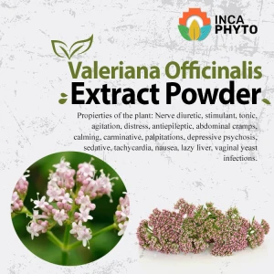 Valeriana Officinalis Extract Powder