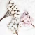Import Very Popular Real Preserved Dried Flower Cotton For Home &amp; Office Decoration from China