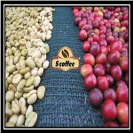 VIETNAM WHOLE BEAN BEST PRICE FROM VIETNAM GOLD SUPPLIER