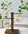 Import Water Pearls Glass Crystal Ball Hydroponic Plant Vase Decoration Modern Home Decor from China