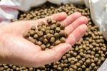 We can support you better than your old supplier by long payment terms ---Corn Gluten Meal 60% fish feed