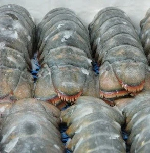 Whole Classic Frozen Slipper Lobster- best quality