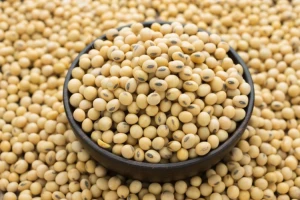 Wholesale 100% Non Gmo Soybean ,Soy bean Seed Soja - BRS 284