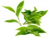 Wholesale Free Sample Instant Matcha Green Tea Powder