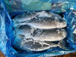 Wholesale New arrival high quality Seafood Whole cheap frozen striped bonito fish for sale
