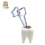 Import Wholesale Novelty Tooth Shaped Wooden Pencil Dental Tooth Pencil For Gift from China