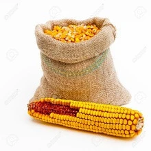 Yellow Maize/ Corn