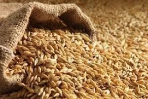 Rich and nutritive Barley available now