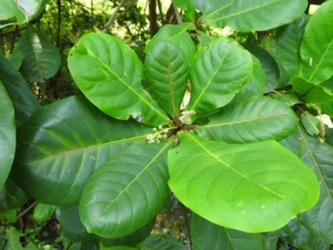 Malabar almond leaves