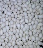 White Pea Beans