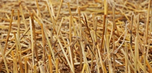 Natural Cereal Straw