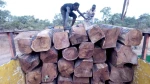 Brazilian Rosewood Logs