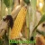 Import Yellow maize from Uzbekistan