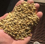 Barley grain / Barley Malt grain / Hulled Barley Ready