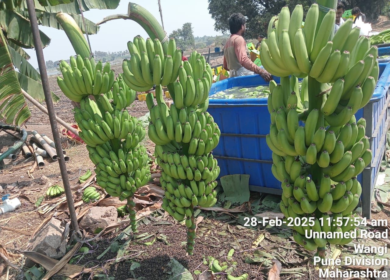 buy-cavendish-from-natk-international-india-tradewheel