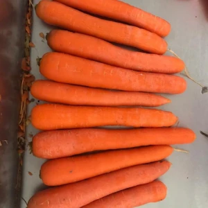 Premium Fresh Carrot Fast Shipping High Quality