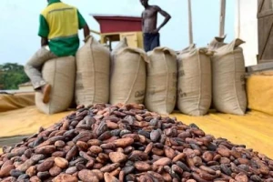 Cocoa Beans