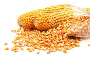 Premium Yellow Corn for Animal Feed – Non-GMO & High Energy