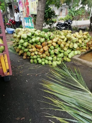 Tender(Green) Coconuts