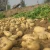 Import China exports high quality potatoes from China