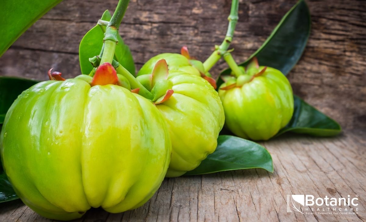 Buy Garcinia Cambogia Extract from Botanic Healthcare Pvt Ltd, India