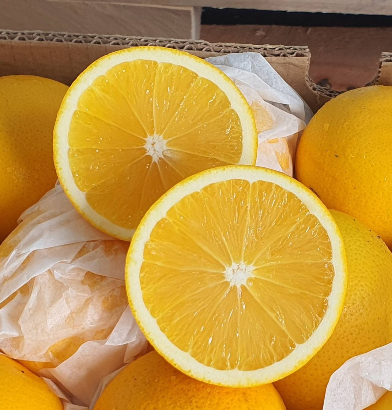 Nine Oranges Buy Premium Valencia Oranges From South Africa from NINE FRUITS EXPORTS ...