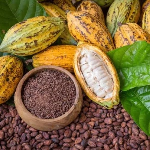 Superior Quality Cocoa Products