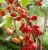Import Erythroxylum novogranatense 10 Coca Seed 100% Organic & High Germination For Plant from Sri Lanka