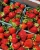 Import Fresh Berries from South Africa