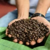 Factory Direct Highest Quality Dark Roast Arabica and Robusta Coffee Beans Free Sample Bagged Coffee