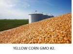 Yellow corn