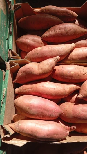 Sweet potatoes