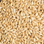 Barley - feed and food grade