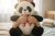 Import SOFT PANDA from United Arab Emirates