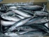 mackerel,sardine,tuna fish for sale