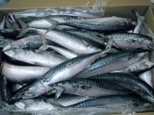 mackerel,sardine,tuna fish for sale