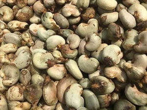 Premium Cashew Kernels & Bold Peanuts