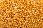 Yellow Corn Grade 1 & 2