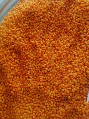 Fresh Red Lentils for Export – High-Quality Supply from Kenya