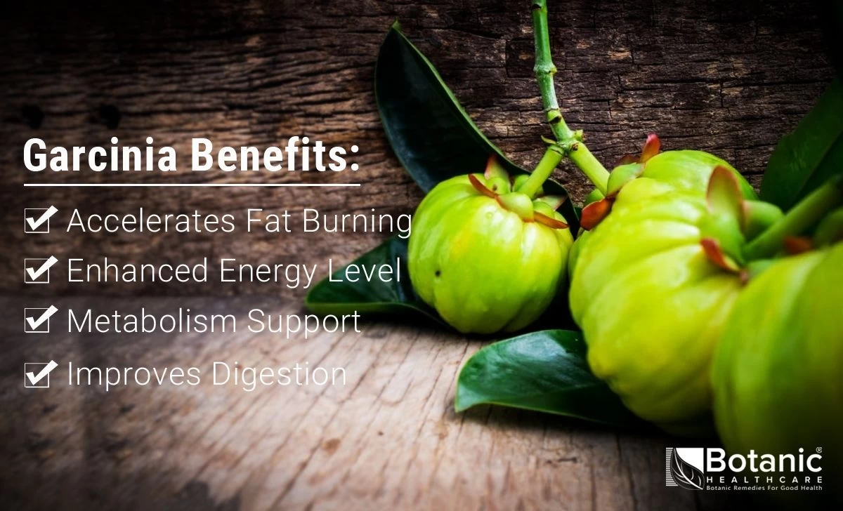 Buy Garcinia Cambogia Extract from Botanic Healthcare Pvt Ltd, India
